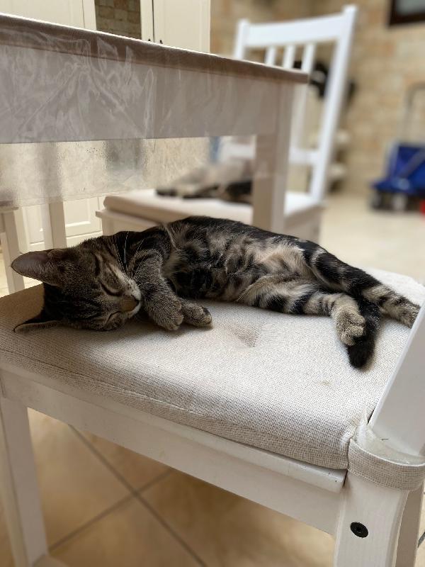 Michy & Minnie Micini In Adozione